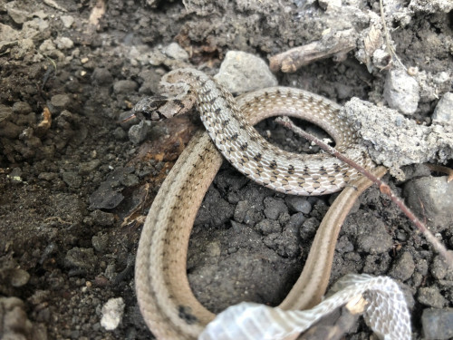 Dk brown snake with a grey body and brown pattern curled on rocks