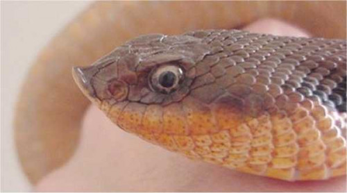 up close photo of the eastern hog-nose snake, which is a light peach and brown color and has a district up-turned, pointed snout