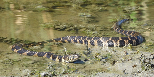 brown snake with large, dark splotch pattern swimming through shallow water