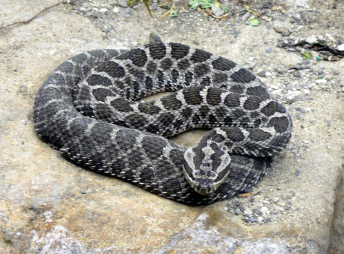 grey snake with crisscross white pattern tightly curled up on a flat rock