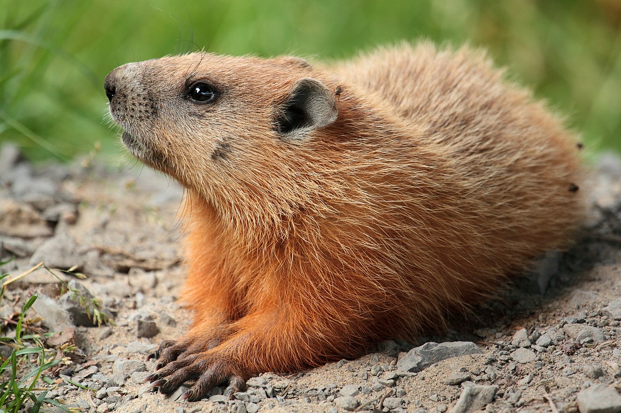 Groundhog And Woodchuck Difference