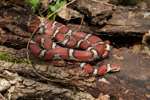  red snake with white and black crisscross striped curled onto a tree trunk