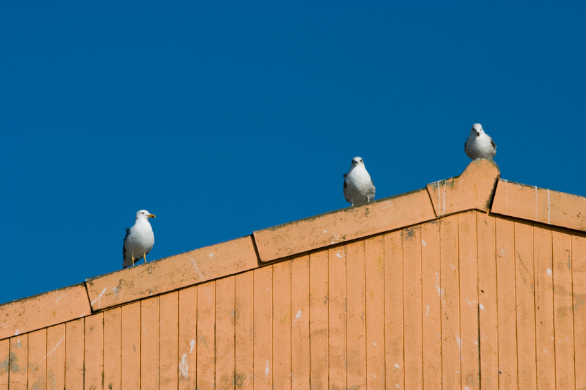Seagulls on the roof