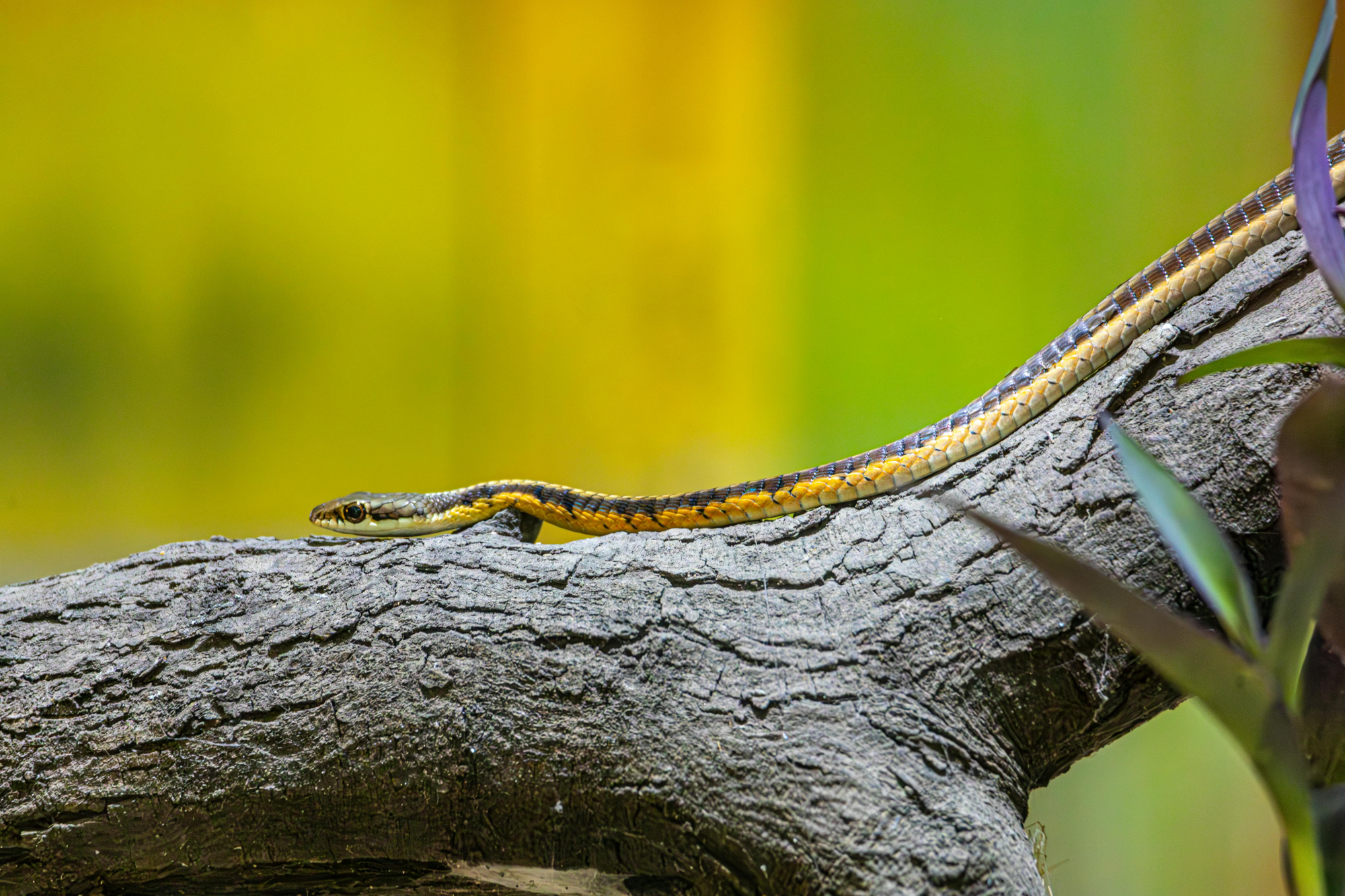 brown snake with a yellow belly and a white back stripe sitting on a branch