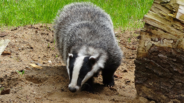 Badger Issues Grand Rapids