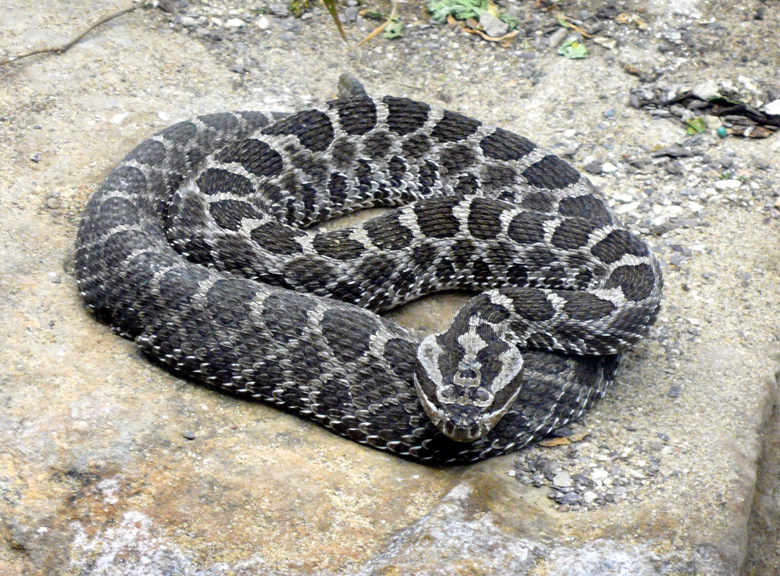 grey snake with crisscross white pattern tightly curled up on a flat rock